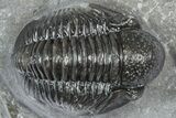 Detailed Gerastos Trilobite Fossil - Morocco #363953-2